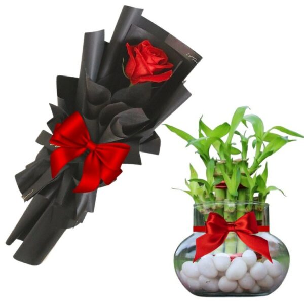 A Plant Combo - A Lucky Bamboo Plant + 1 Red Rose Bouquet