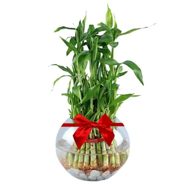 A 3-Step Feng-Shui Good Luck Bamboo Plant