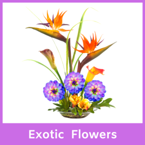 8 - Exotic Flowers